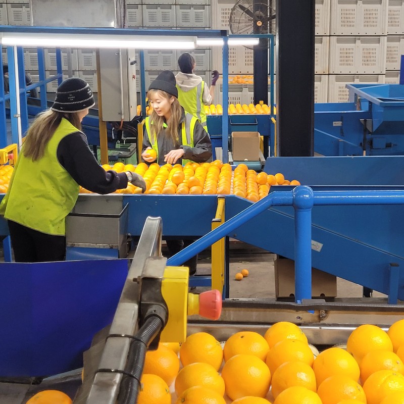 Packing oranges