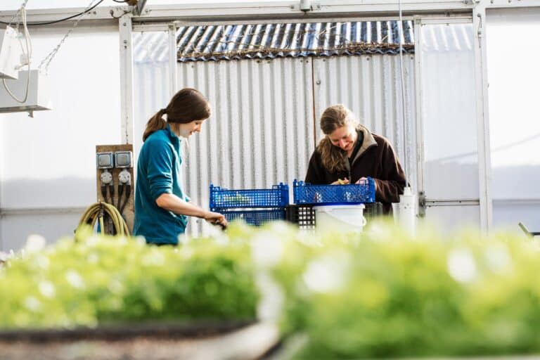 two-people-cutting-and-packing-salad-leaves-and-fr-2026-01-09-08-42-11-utc-(1)